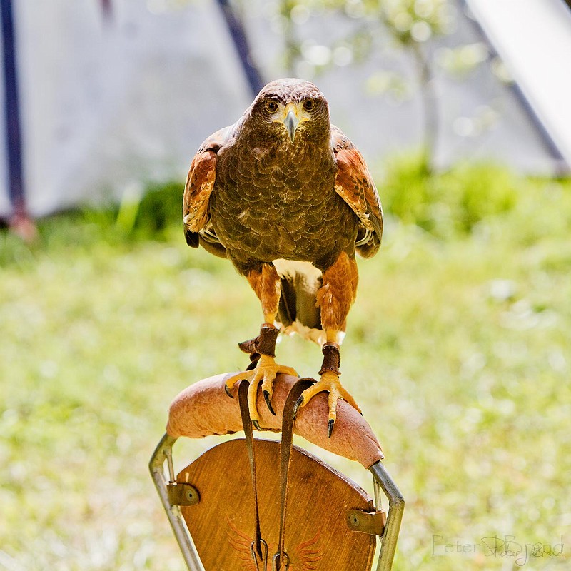 2014-08-16-Festival-Médiéval-au-Castrum-de-Pommyers-087.jpg