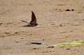 2011-05-27-Oiseaux---Plage-devant-la-Piscine-046