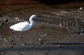 Aigrette_au_Betey-8