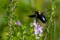 2010-09-14-Abeille-Charpentiere-1